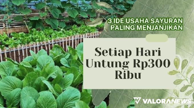 3 Usaha Bertanam Sayur Cepat Panen, Sehari bisa Untung Rp300 Ribu!