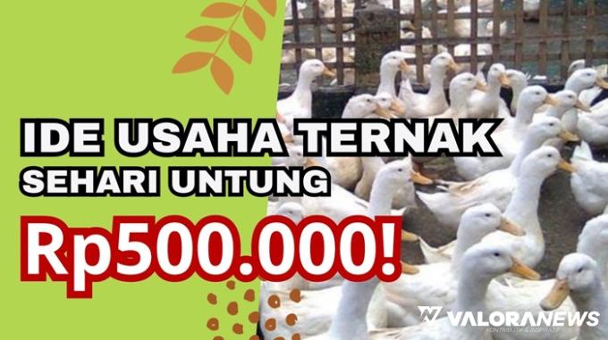 5 Ide Usaha Ternak Untung Rp500 Ribu Sehari! Apa Mungkin?