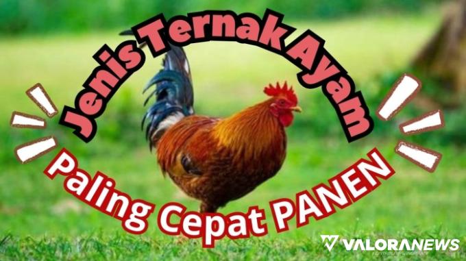 5 Jenis Ayam Berikut Cepat Panen, Yakin Tidak Tertarik Peluang Usaha Ternak Ini?