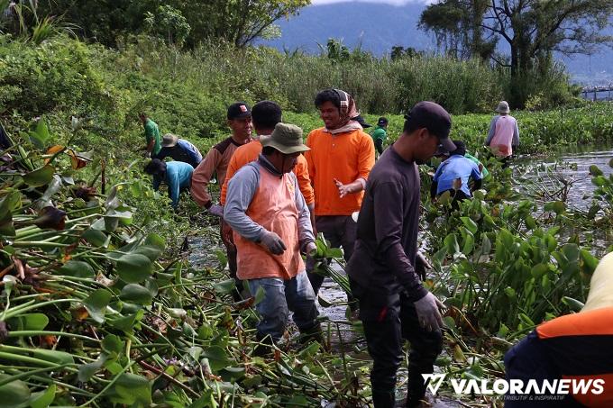 Angkat Eceng Gondok dari Danau, Goro Save Maninjau ke-4 Antuasias Diikuti Warga