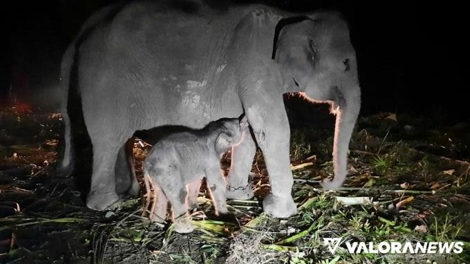 Bayi Gajah Lahir di PKG Sebanga Riau, Seperti Ini Kondisinya