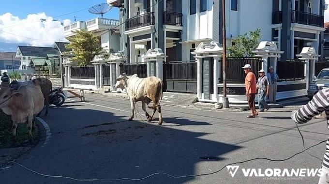 Bukittinggi Bentuk Tim Rescue Sapi Kurban yang Lepas Jelang Disembelih, Gunakan Tulup...