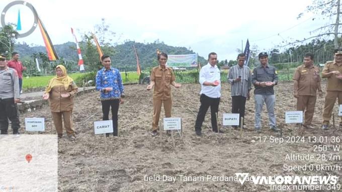 BUPATI PESSEL Buka Fiel Day Tanaman Jagung di Batang Kapas