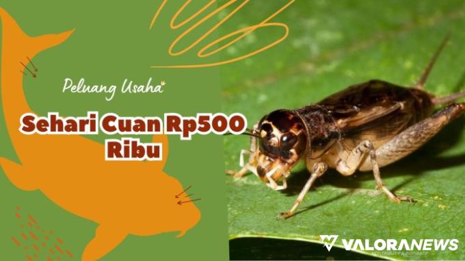 Cuan Rp500 Setiap Hari! Padahal Cuma Jalankan 3 Ide Usaha Ternak Ini