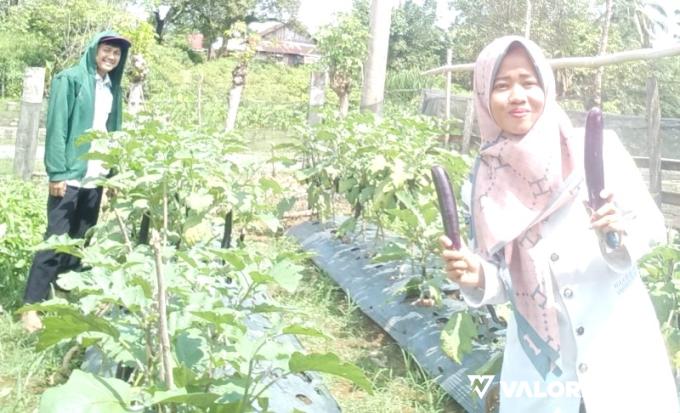 DINAS PERTANIAN Pessel Giatkan Budidaya Terong Ungu