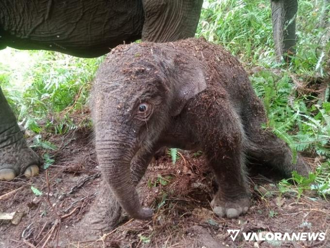 Gajah Betina Berusia 41 Tahun di TN Tesso Nilo Melahirkan, Hasil Breeding dengan Gajah...