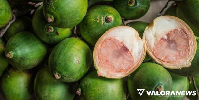 Harga Pinang, Kelapa Butiran dan Kopra Merangkak Naik di Riau, Ini Rincian Daerahnya