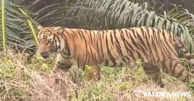 Harimau Sumatera dengan nama latin Panthera Tigris...