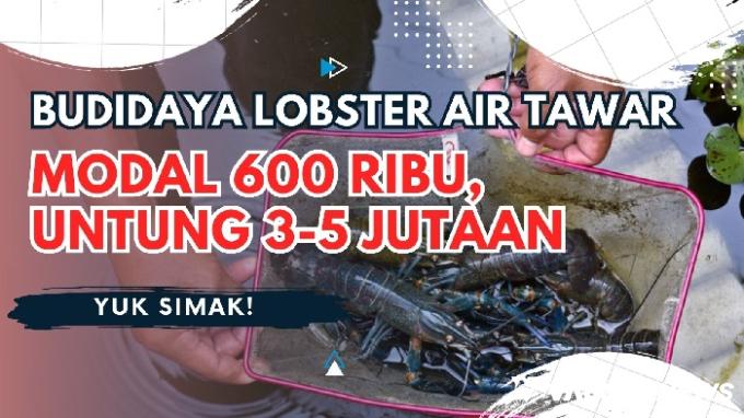 Ide Usaha Budidaya Lobster Air Tawar di Desa, Modal Rp600 Ribu Untung hingga Rp5 Juta