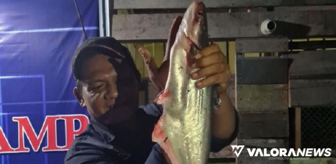 Ikan di Sungai Siak Mati Mendadak, DLHK Riau Turunkan Tim dan Ambil Sampel Air Limbah