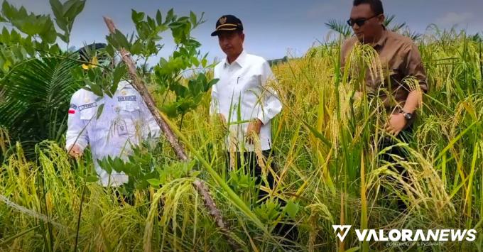 Indonesia Darurat Pangan, Direktur Buflo Kementan Apresiasi Pola Tanam Padi Gogo di Pasbar