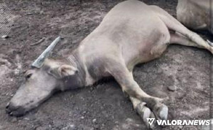 Ini Penyebab Belasan Sapi Mati Mendadak di Kabupaten Kampar