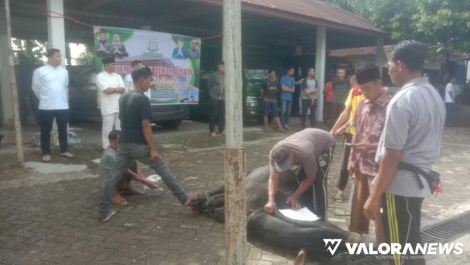 Jajaran Kejari Pasbar Berkurban 1 Ekor Sapi dan 2 Ekor Kambing