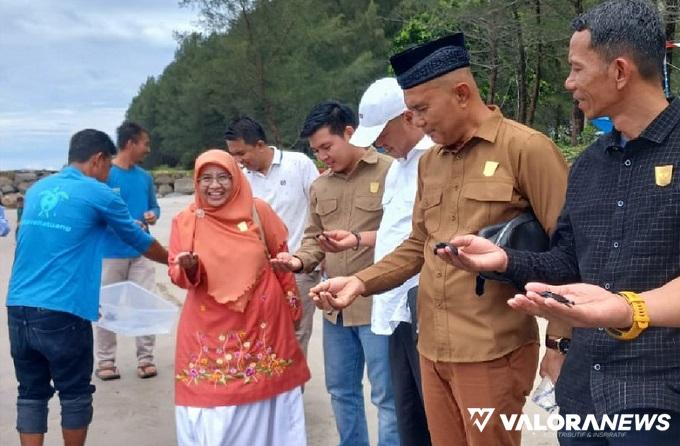 Komisi II DPRD Sumbar Tinjau Lokasi Konservasi Penyu di Pariaman, Anggaran Minimalis jadi...