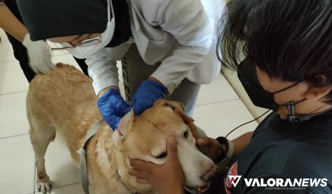 Lima Warga Desa Kempas Jaya Digigit Anjing Rabies, Seorang Meninggal Dunia, Ini Sebabnya