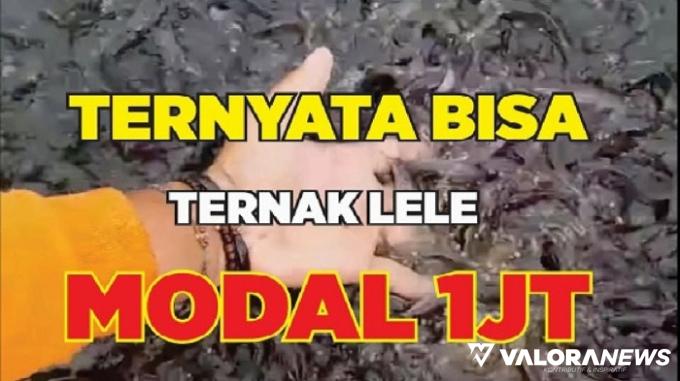 Ide Bisnis di Desa, Modal Rp1 Juta Sudah bisa Usaha Ternak Ikan Lele, Ini Caranya