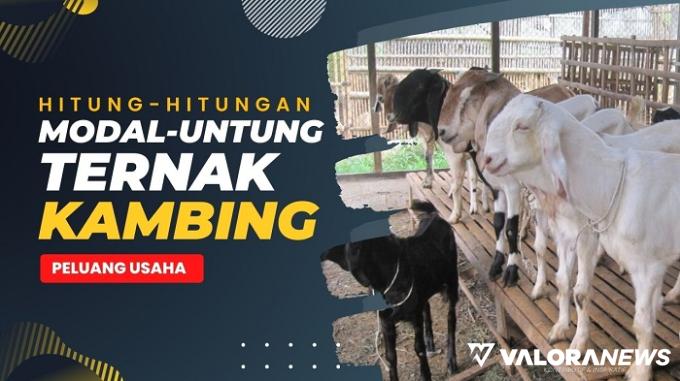 Peluang Usaha di Desa, Ternak Kambing 10 Ekor, Ini Hitung-hitungan Modal dan Untungnya