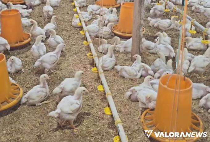 PEMKAB PESSEL Lakukan Pengembangan Ternak Ayam Potong di Sungai Tunu Barat