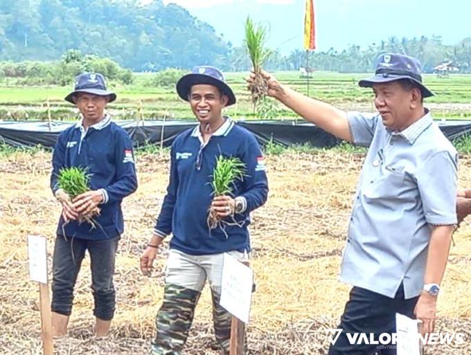 PESSEL Penyumbang Padi Terbesar di Sumbar