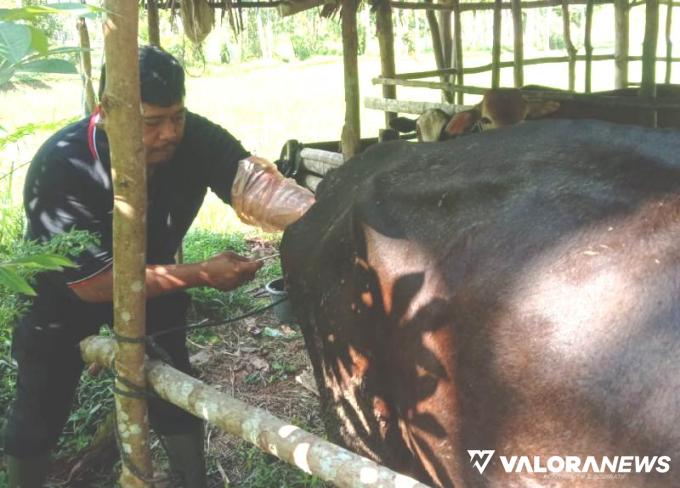 PESSEL Tingkatkan Populasi Sapi Lokal dengan IB