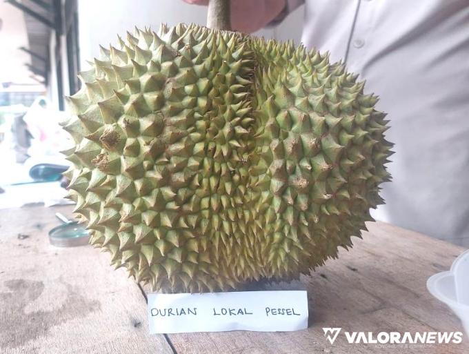 PESSEL Miliki Varietas Durian Lokal yang Dinamai Durian Ponger