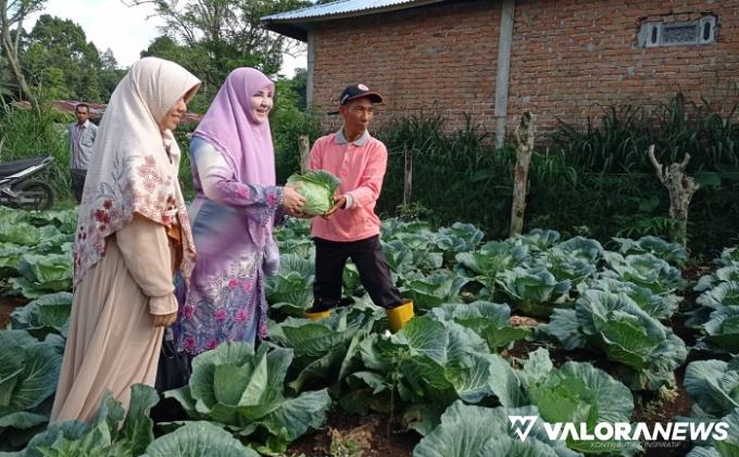 Petani Gulai Bancah Mampu Produksi Kol Organik, Ini Kata Nevi Zuairina