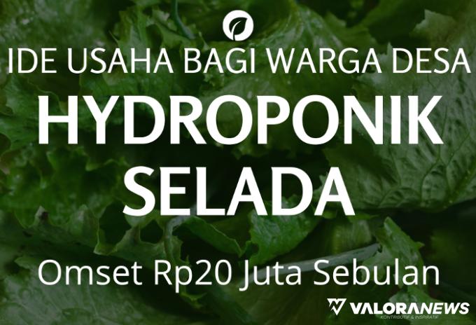 Rekomendasi Bisnis Usaha Hydroponik Bagi Warga Desa, Omset Rp20 Juta Sebulan