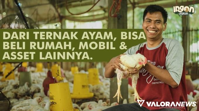 Rugi Ratusan Juta Karna Ayam Mati!? Tips Usaha: Begini Cara Mengenali Penyakit Ayam...