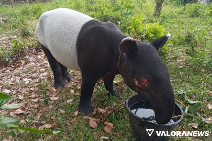 Tapir Dewasa Terperosok Masuk Parit di Indragiri Hilir, Kondisinya Lemas