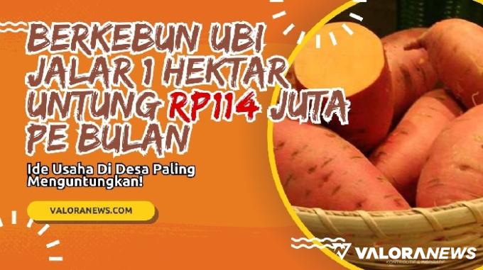 Usaha Tanam Ubi Jalar di Desa Sebulan Raup Untung Rp114 Juta, Emang Bisa?