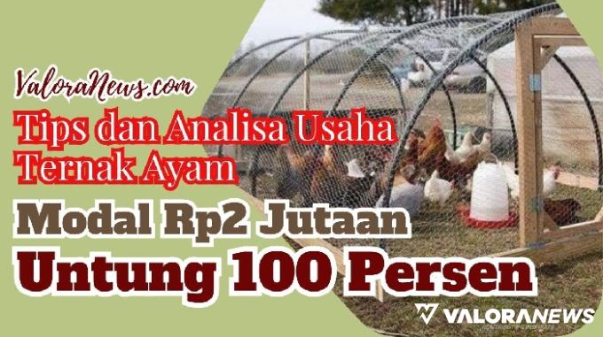 Usaha Ternak Ayam Pedaging Modal Rp2 Juta Untung 100 Persen, Ini Tips & Analisanya!