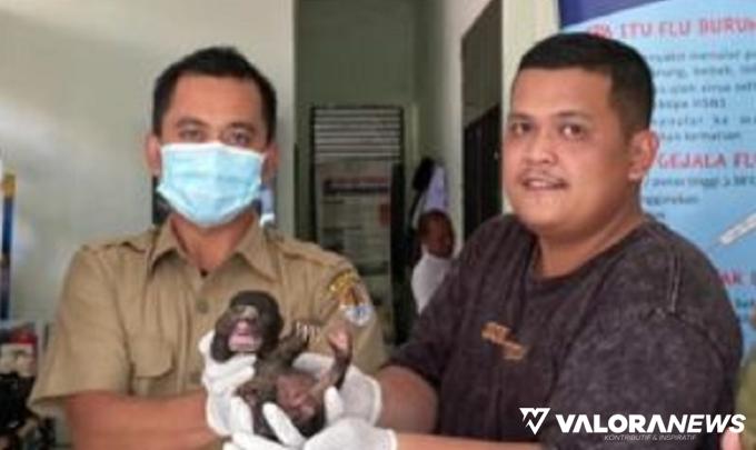 Warga Inhu Serahkan Bayi Beruang Madu ke BKSDA Riau, Ini Kronologi Penemuannya