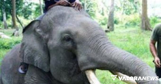 Warga Pangkalan Kuras Terluka Diamuk Gajah Liar Sumatera