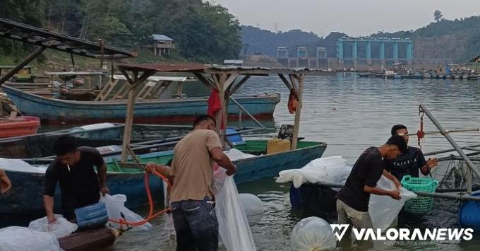 Aktivitas tambak ikan di waduk PLTA Koto Panjang, oleh...