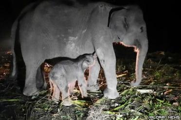 Bayi gajah lahir di PKG Sebanga Riau, Sabtu.