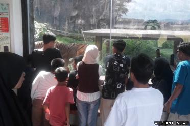 Warga menikmati berdekatan dengan Harimau Sumatera dari...