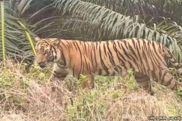 Harimau Sumatera Direkam Satpam di Siak, Warga Diminta...