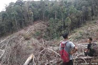 Kesatuan Pengelolaan Hutan Produksi (KPHP), Pessel,...