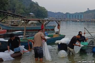 Aktivitas tambak ikan di waduk PLTA Koto Panjang, oleh...