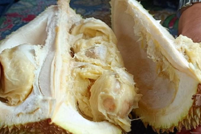 Durian tembaga Siak yang ditanam keluarga Kesultanan Siak sejak ratusan tahun lalu.